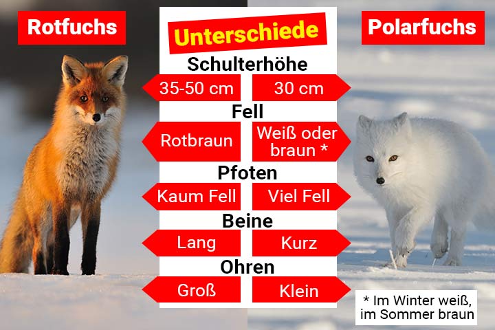 Rotfuchs Tier