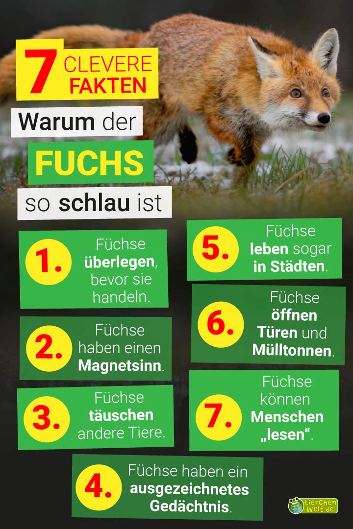 Warum sind Füchse so schlau?