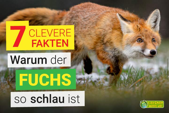 Warum sind Füchse so schlau?
