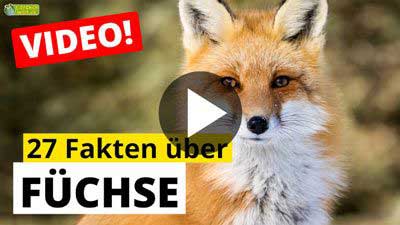 Fuchs-Video - 27 Fakten über Füchse