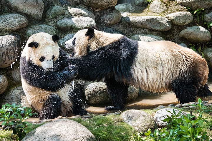 Große Pandas kämpfen