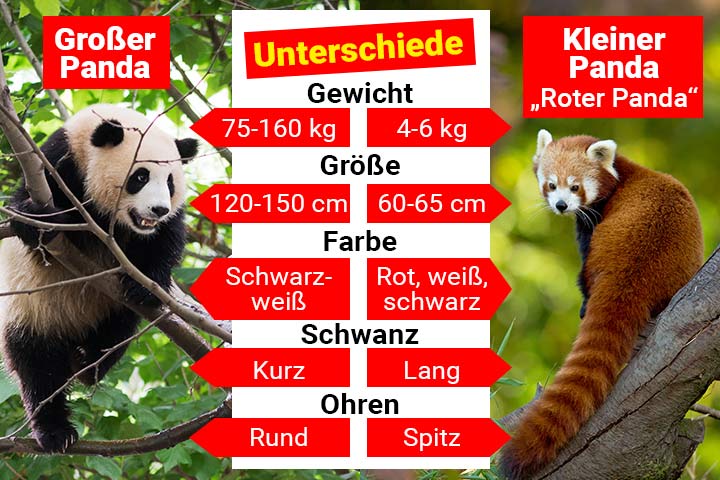 Großer Panda oder Roter Panda – Wo ist der Unterschied?