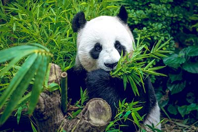 Großer Panda-Steckbrief