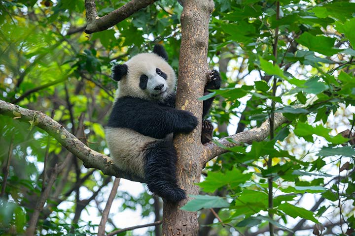 Großer Panda