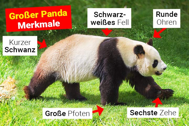 Großer Panda Merkmale