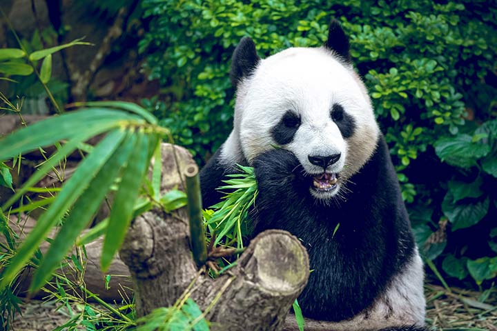 Großer Panda frisst Bambus