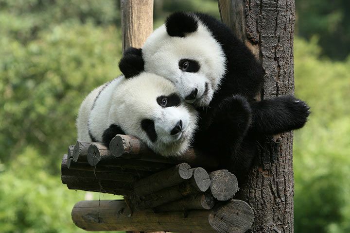 Großer Panda - Tier-Steckbrief für Kinder