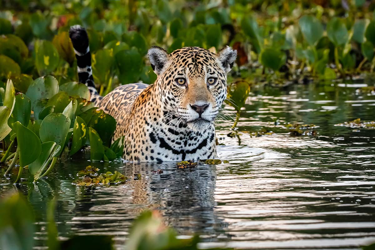 Jaguar im Wasser