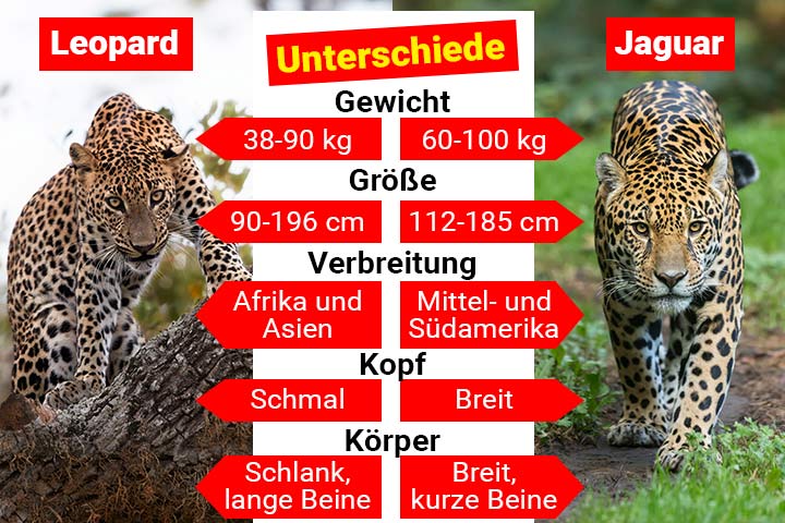 Leopard oder Jaguar – Wo ist der Unterschied?