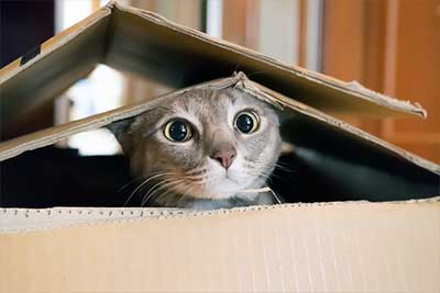 Katze