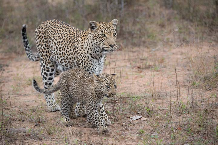 Leopardenmutter mit ihrem Nachwuchs