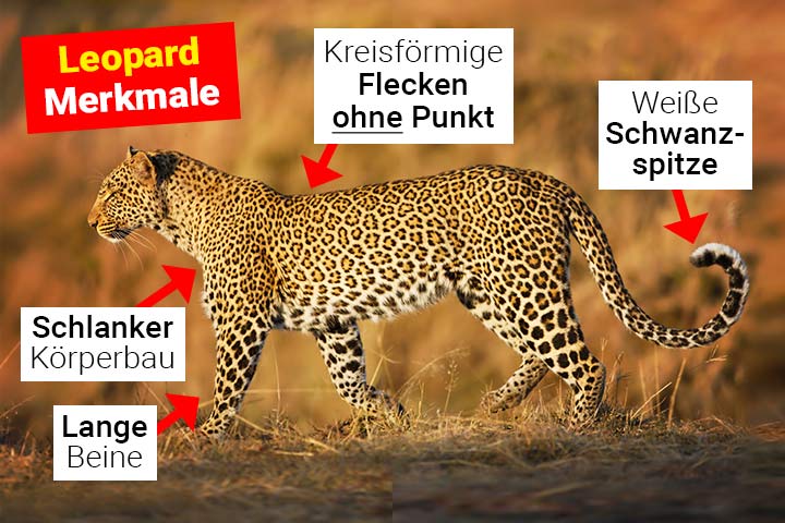 Leopard Merkmale