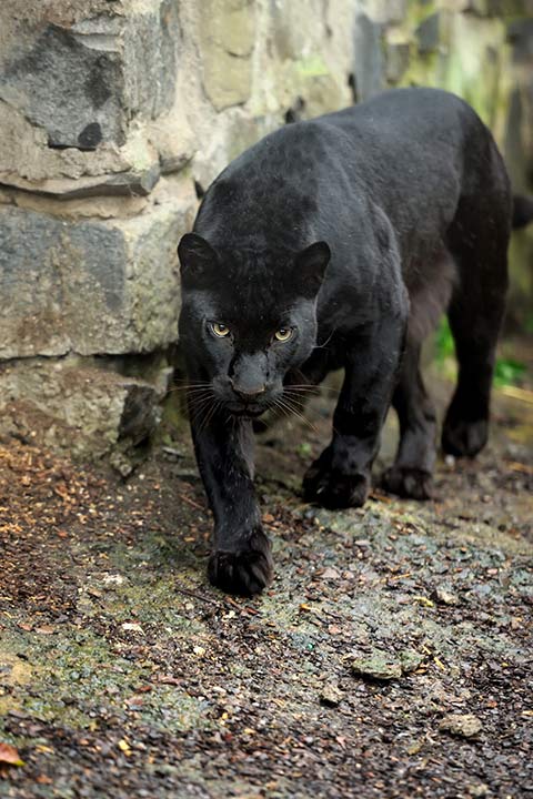 Schwarzer Leopard