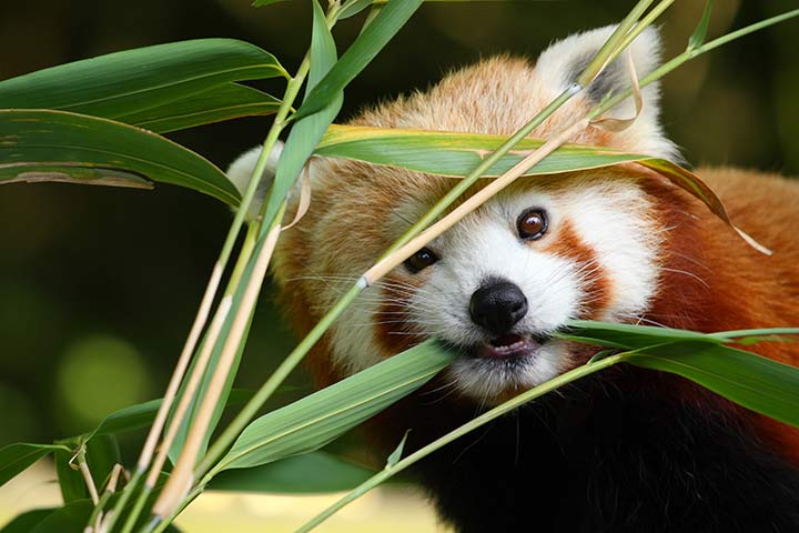 Roter Panda - Tier-Steckbrief - für Kinder & Schule