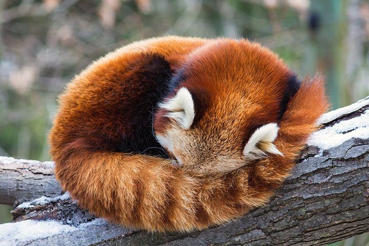 Roter Panda - Tier-Steckbrief - für Kinder & Schule