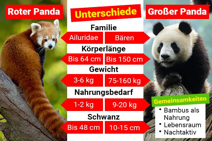 oter Panda oder Großer Panda – Wo ist der Unterschied?