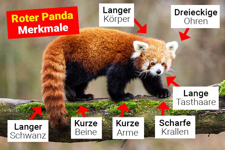 Roter Panda Merkmale