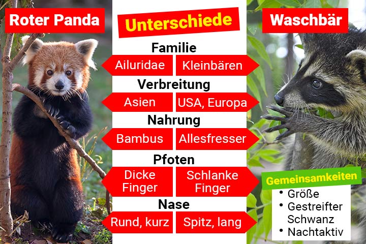 Roter Panda oder Waschbär – Wo ist der Unterschied?