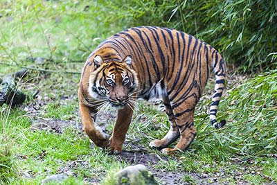 Tiger-Steckbrief