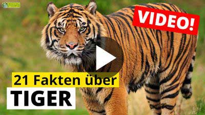 Video Tiger