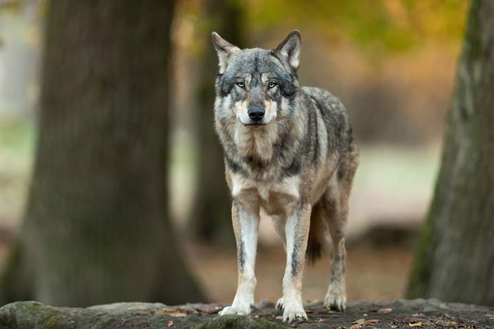Wolf
