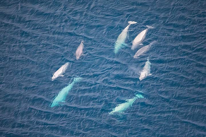 Eine Gruppe Belugawale