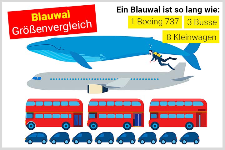 Blauwal im Größenvergleich mit einem Flugzeug, Bussen und Autos