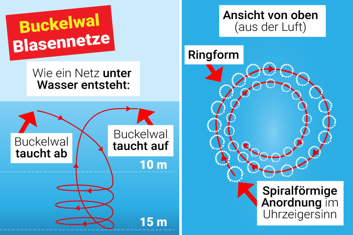 Buckelwal Blasennetze