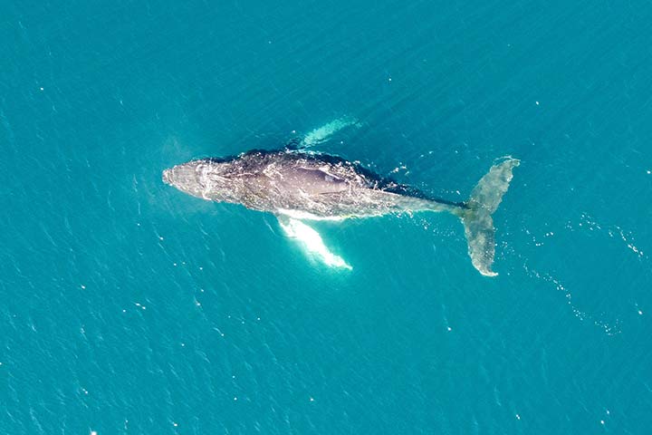 Die Brustflossen werden bei Buckelwalen auch Flipper genannt