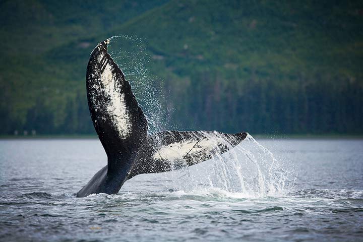 Die Schwanzflosse wir bei Buckelwalen auch Fluke genannt