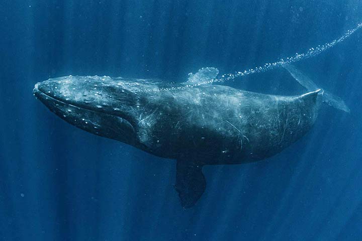 Buckelwal macht Luftblasen