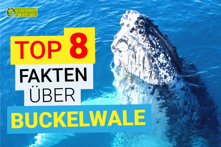 8 Fakten über Buckelwale