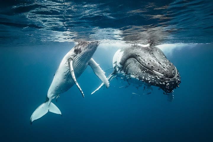 Buckelwale haben charakteristische Tuberkel im Gesicht