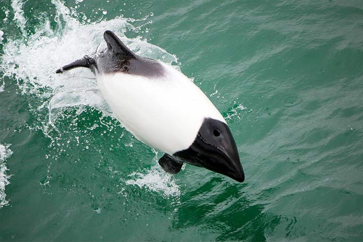 Commerson-Delfin
