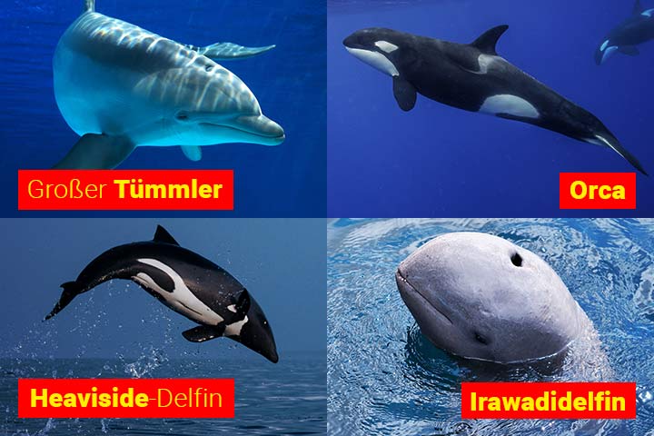 Delfin-Arten