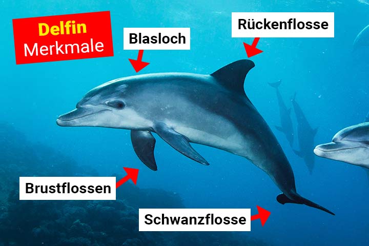 Delfin Merkmale