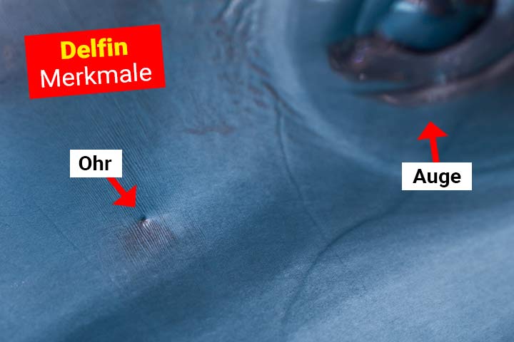 Nahaufnahme eines Delfin-Ohrs