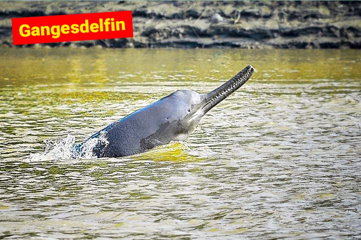 Ganges-Delfin