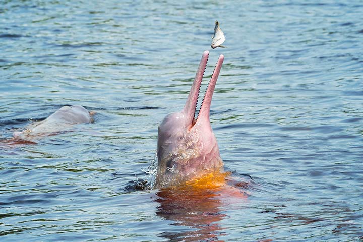Amazonas-Flussdelfin