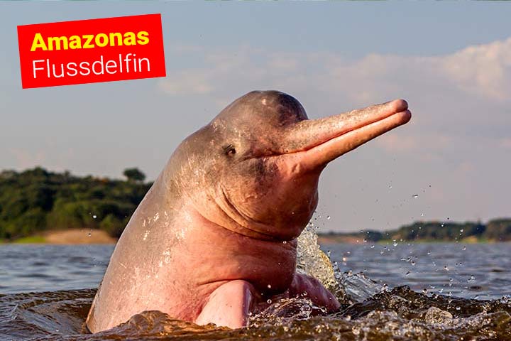 Amazonas-Flussdelfin