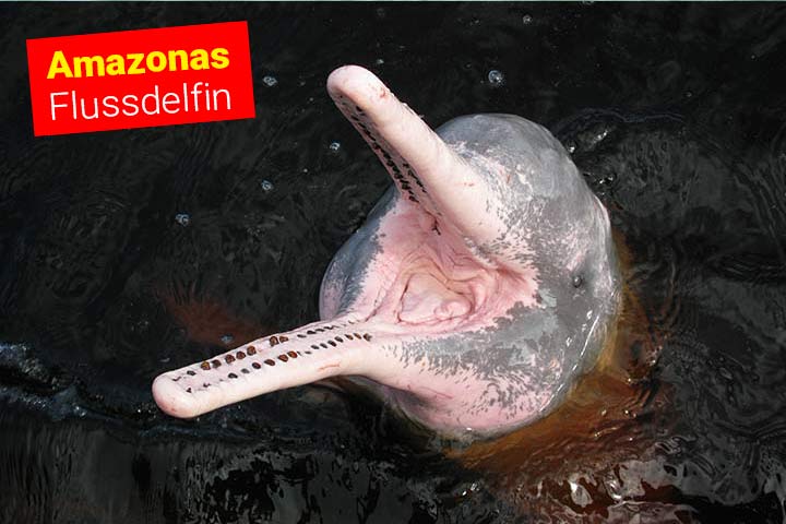 Lustiger Flussdelfin