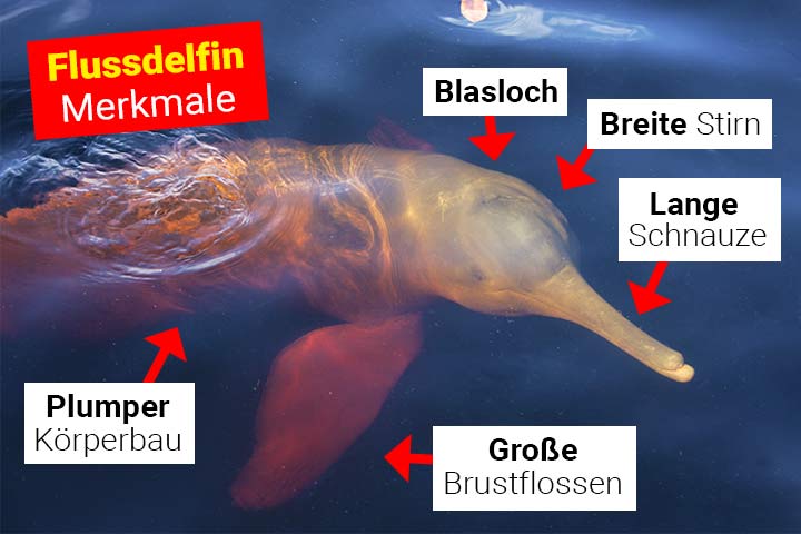 Flussdelfin Merkmale