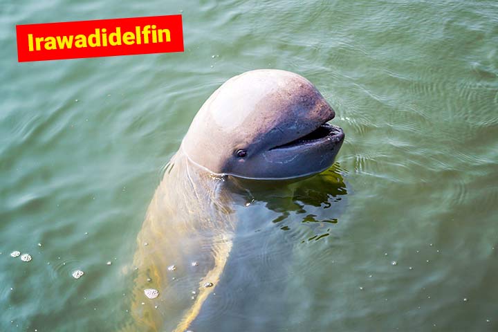 Irawadidelfin