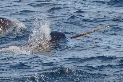 Erstaunliche Entdeckung: Im Sto&szlig;zahn des Narwals steckt eine zweite Spirale