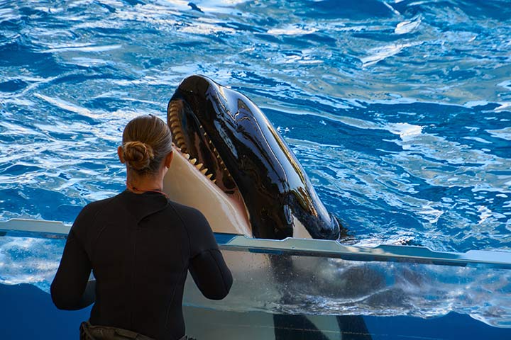 Ein Orca muss in einem Delfinarium Tricks zeigen Ein Orca muss in einem Delfinarium Tricks zeigen