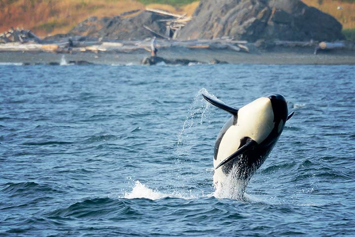 Orca springt aus dem Wasser Orca springt aus dem Wasser