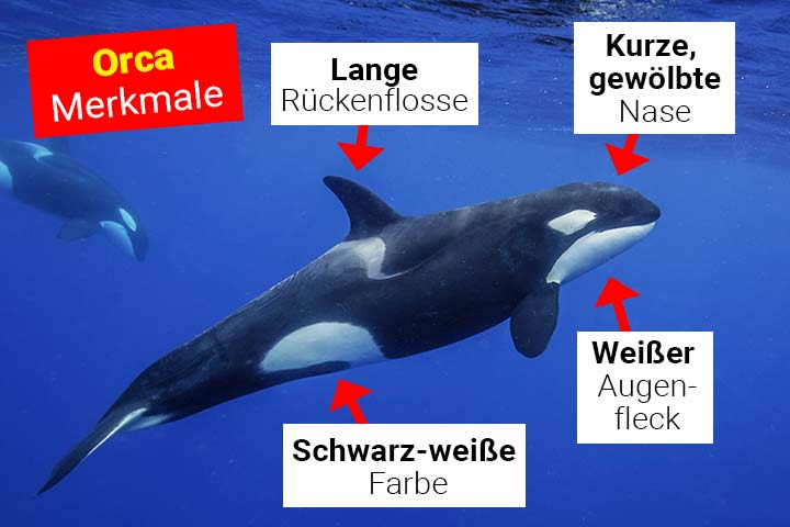 Orca Körperbau und Aussehen Orca Körperbau und Aussehen