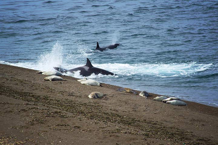 Orcas jagen Robben, die sich am Strand in Sicherheit glauben Orcas jagen Robben, die sich am Strand in Sicherheit glauben
