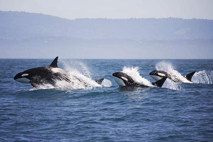 Orca-Schule Orca-Schule