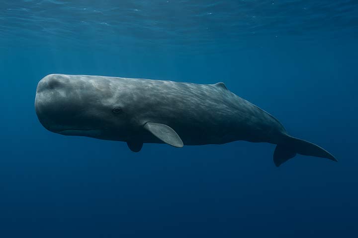 Der Pottwal hat sehr kurze Brustflossen